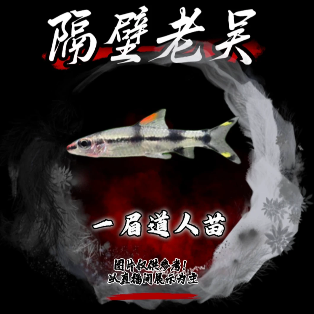 【老吴精选好物】小一眉道人苗 小型热带观赏鱼