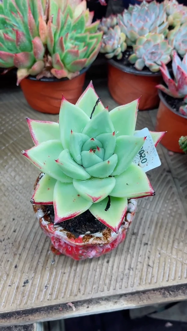 宁****丽19020多肉植物一物一拍