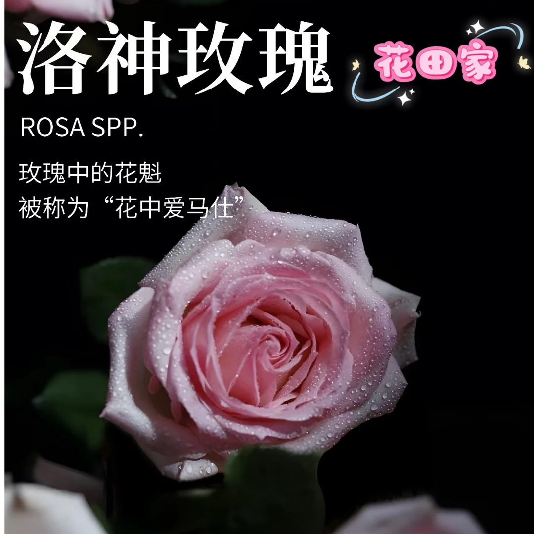 【含香脉脉】花田家鲜花