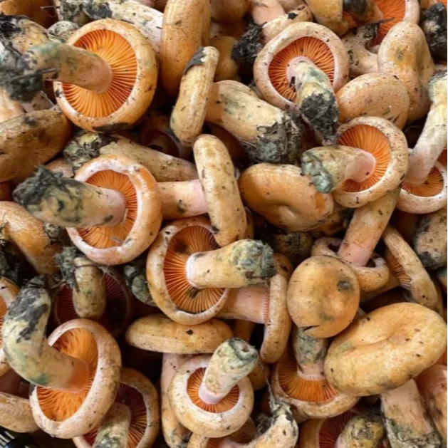 云南野生菌鲜货  谷熟菌 铜绿菌  500g以上 冷链空运