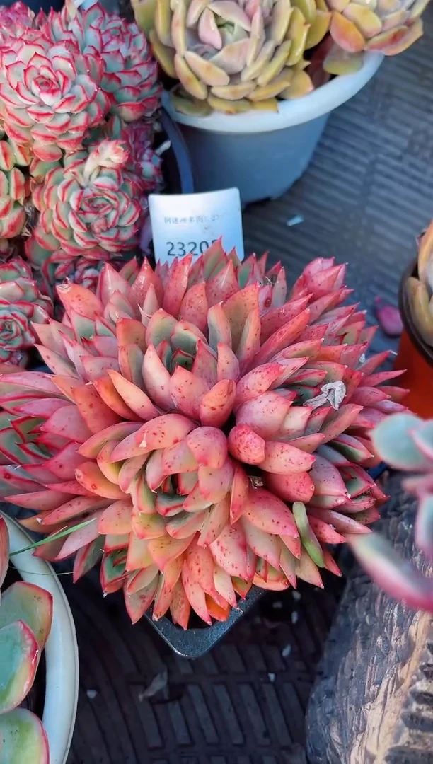 【闪购商品】23205