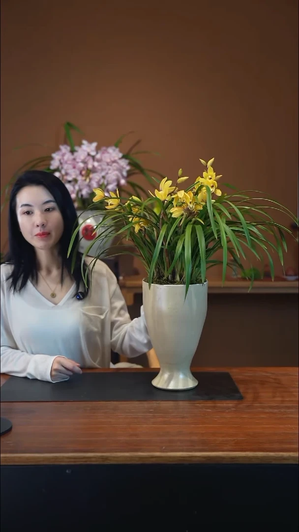 全部花朵黄莺盆景盆景盆景