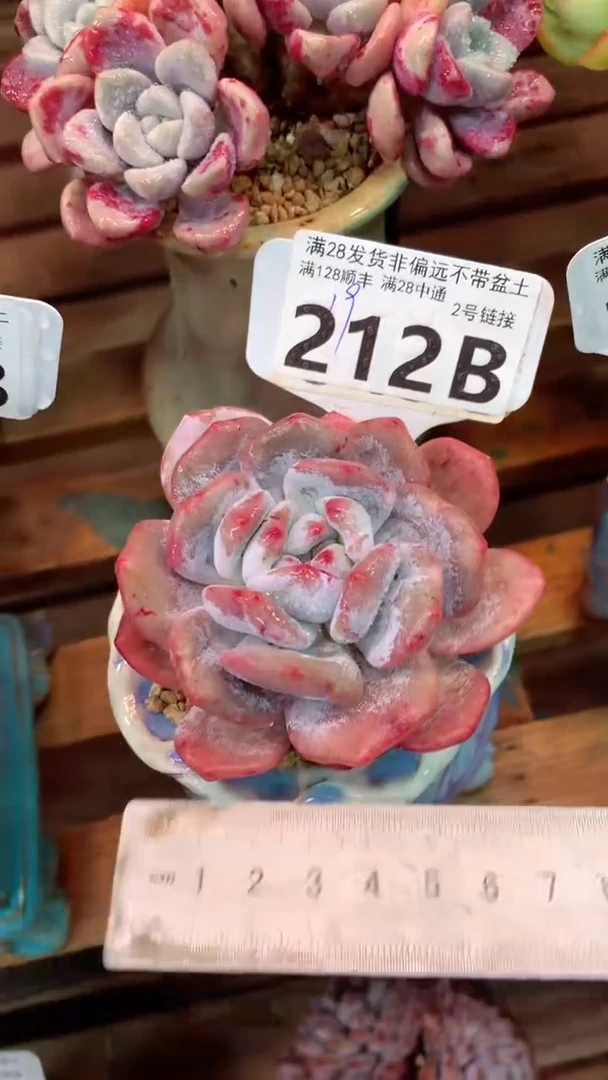 212B（一物一拍实付满28发货，默认不带盆土）