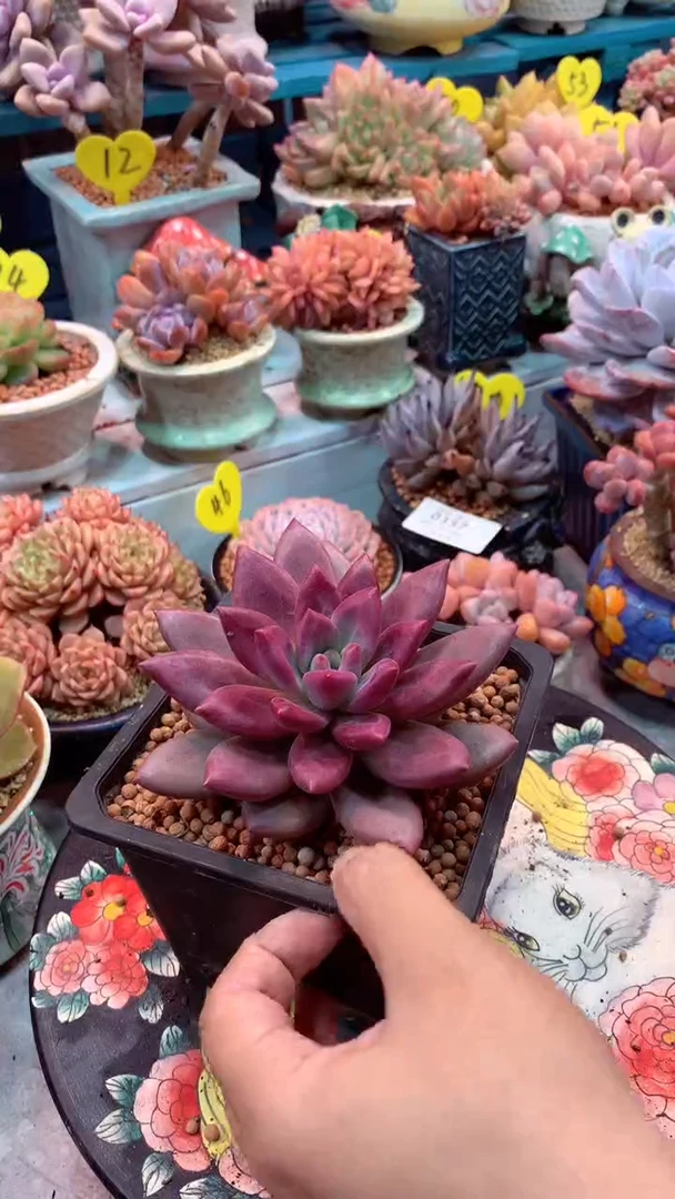 0371 模特区 赫非虞