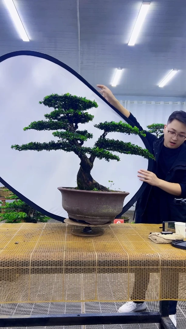 无花朵本****己00000000000000000