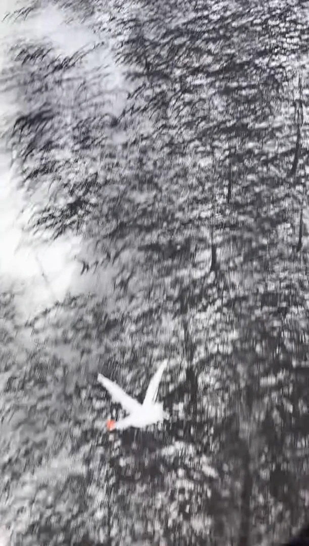 【闪购商品】国画周建真老师字画带亲笔合影证书1-25