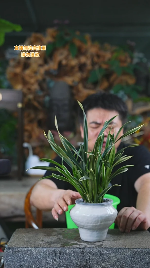 当前无花栽培后可以开花千金兰