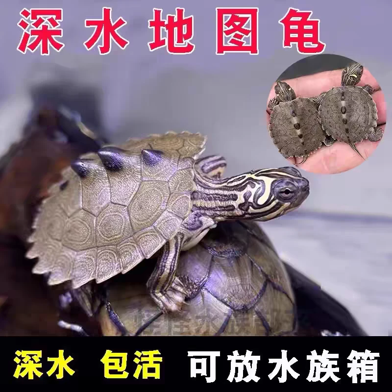 地图龟逗比深水乌龟鱼缸混养龟黑瘤二哈龟萌宠活体情侣观赏宠物龟