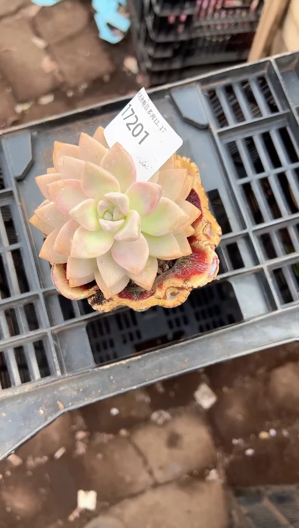 乖*兔多肉植物一物一拍17201