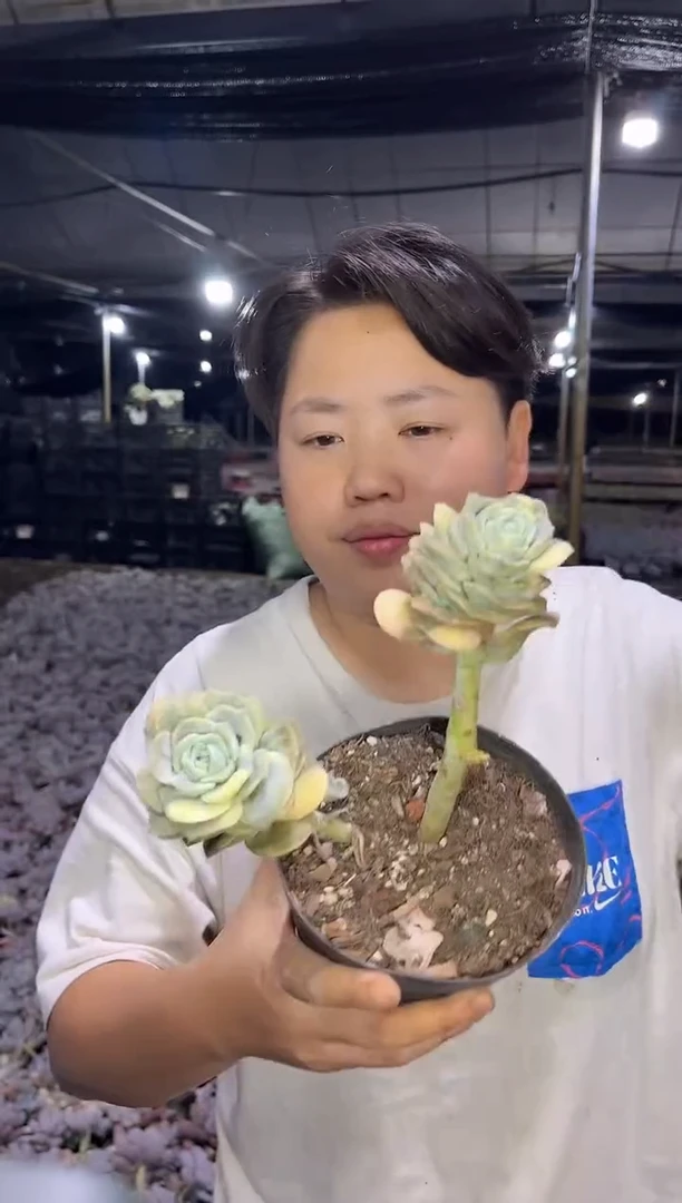 2头带锦可爱玫瑰3.99