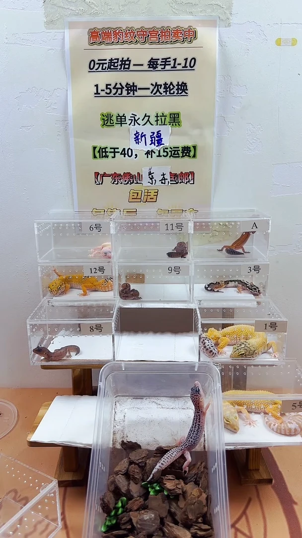 豹纹守宫豹纹守宫幼苗亚成体成体肥尾