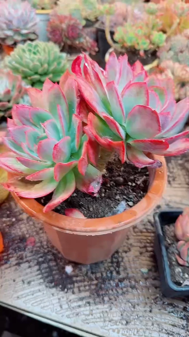 王*多肉植物一物一拍26019