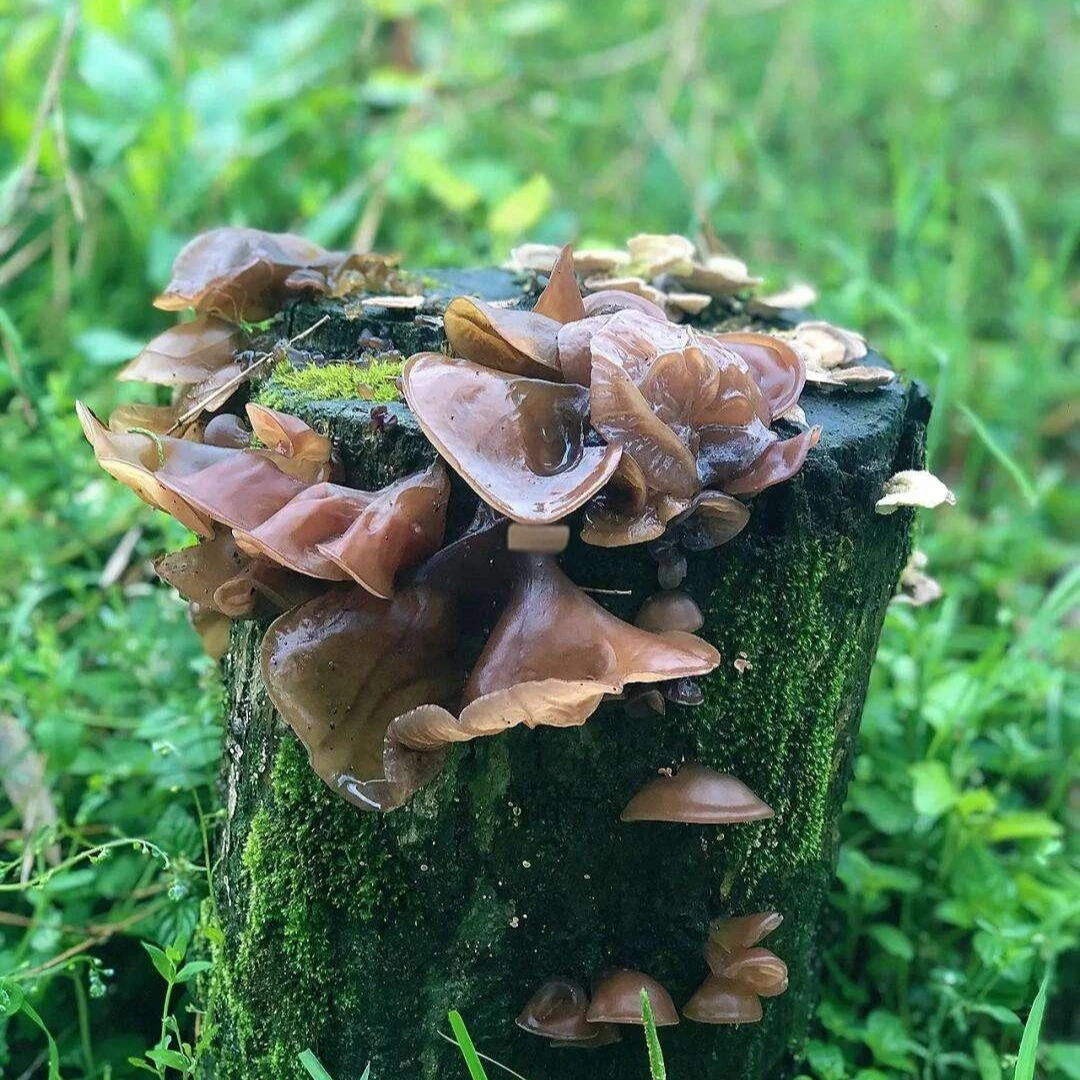 【木尔】川西高原松潘木尔250克起拍产地直发顺丰包邮