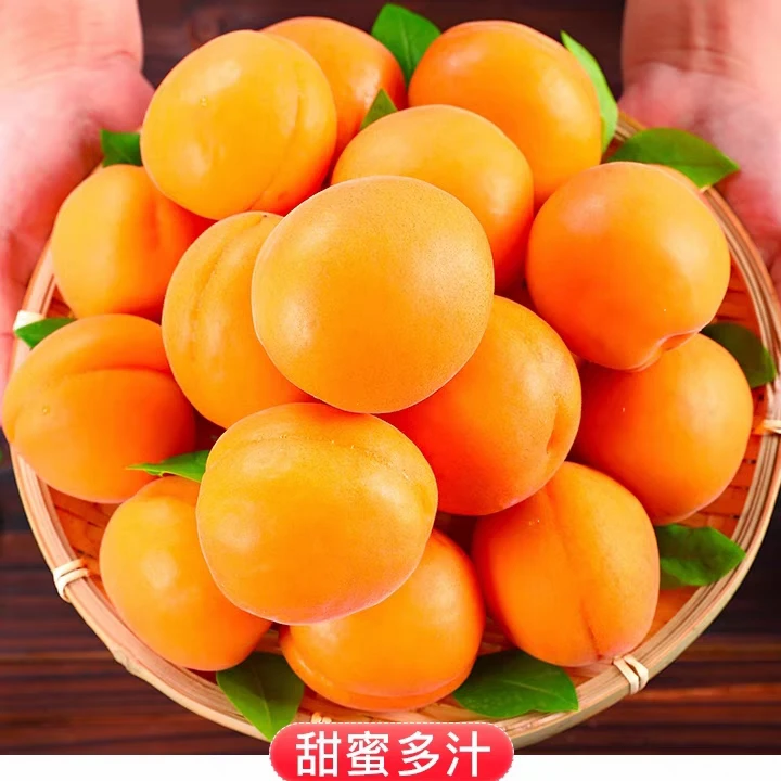 金太阳大黄杏嘎嘎好吃 500g