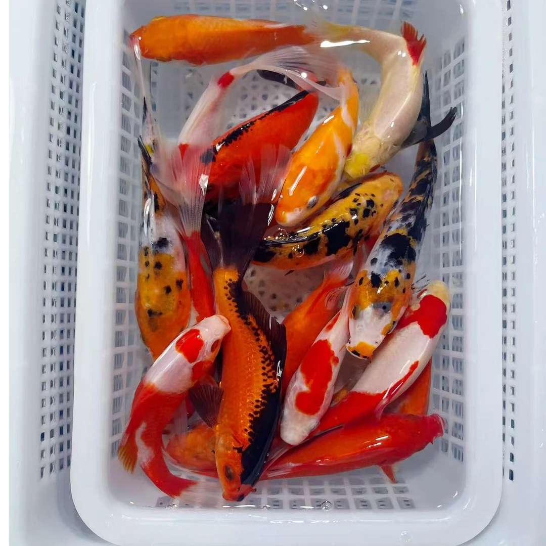 随机混搭8-10公分观赏鱼锦鲤冷水鱼好养耐活