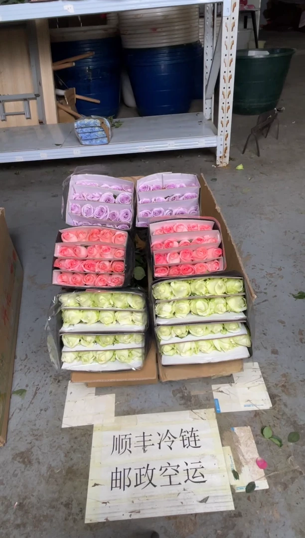 白雪山20枝+戴安娜20枝+海洋之歌20枝