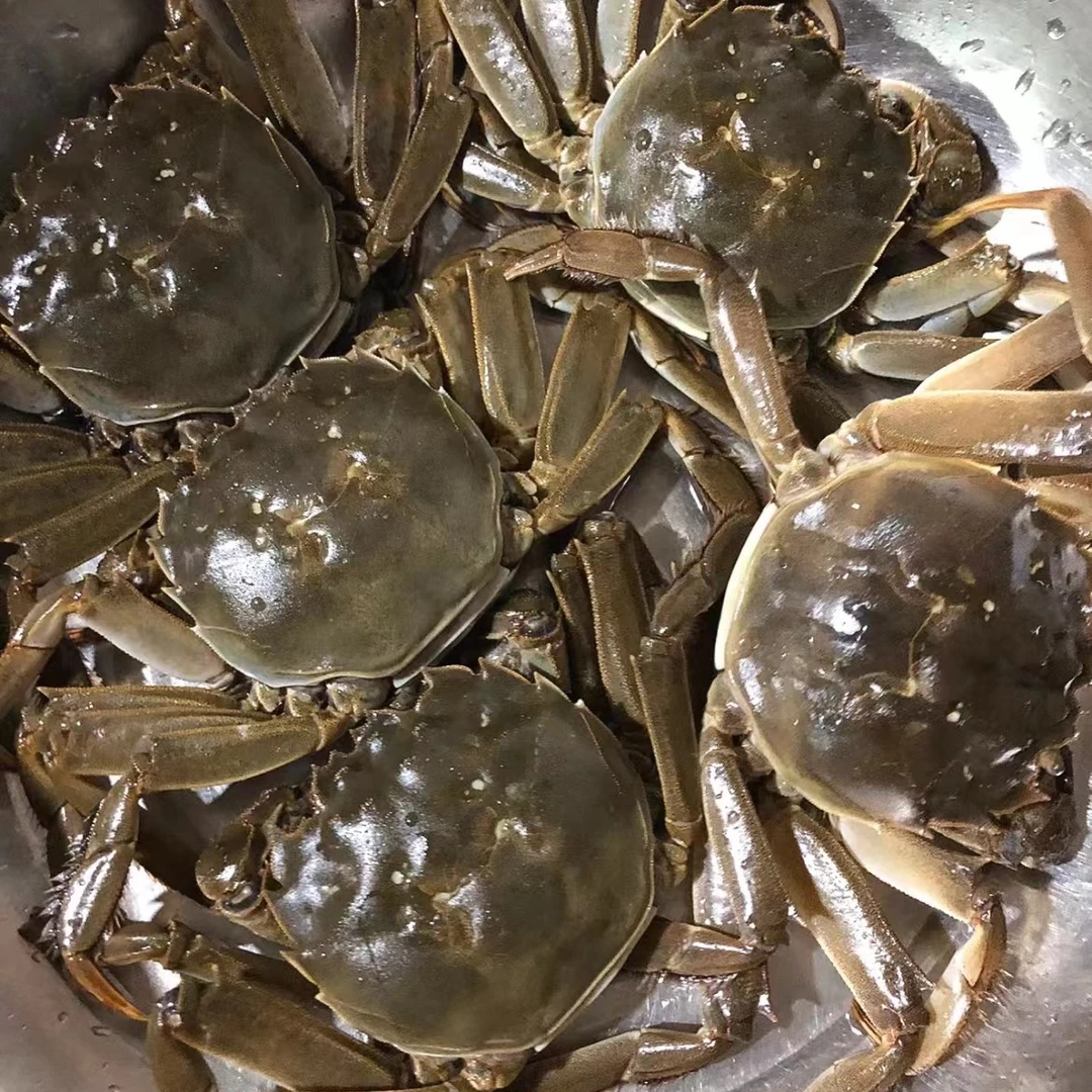『活蟹·母蟹』8只江苏兴化大闸蟹（3.2-2.8两/只）8-9成肥  黄偶有微苦  实重不泡水 死蟹赔 无黄退 偶有少许硬黄