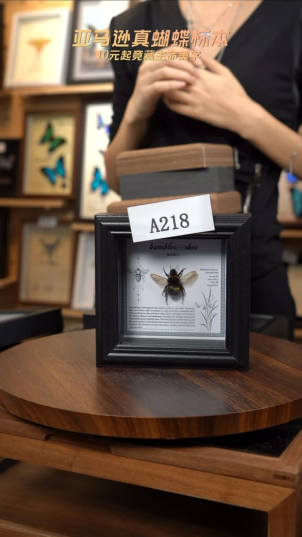 A218标本摆件一口价