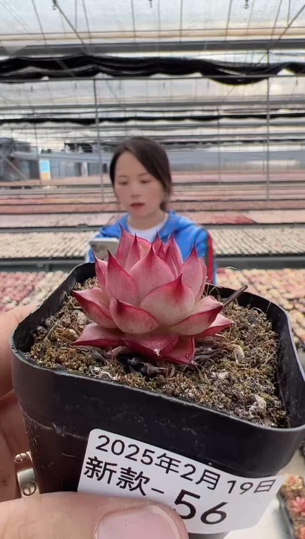 【闪购商品】新款多肉-56