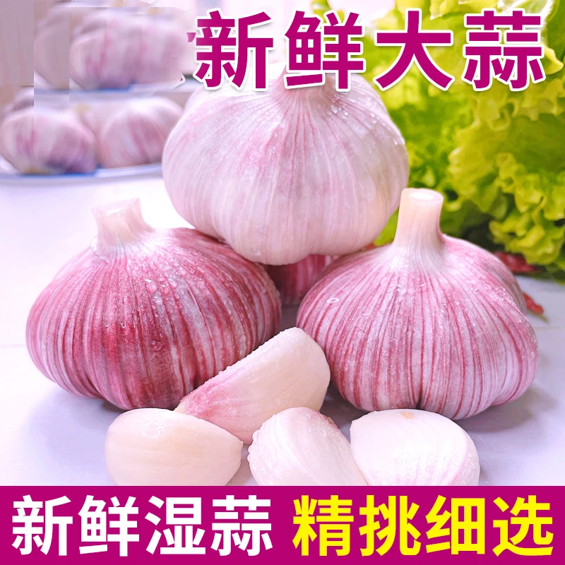 【特大果 鲜蒜湿蒜】2025河南紫白皮大蒜 糖醋蒜 带泥发货