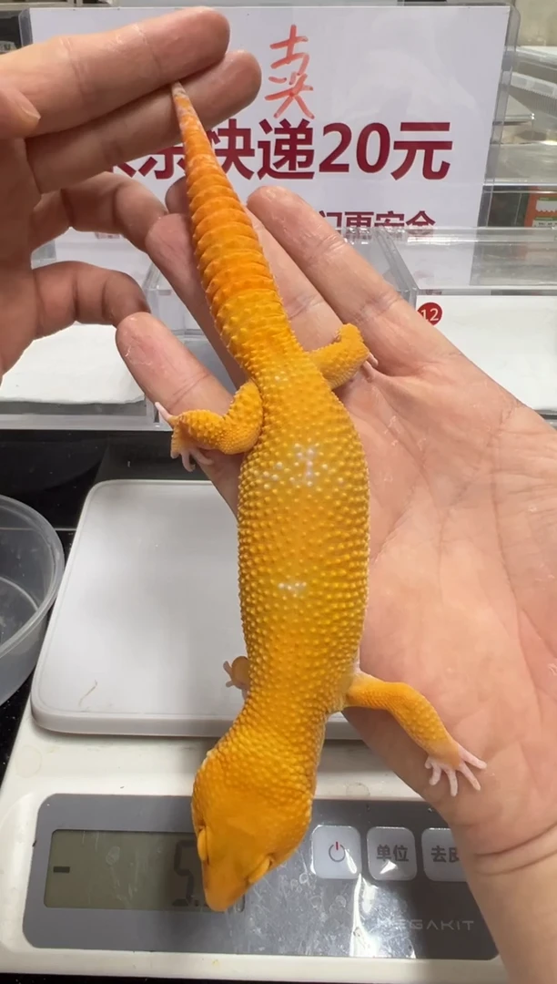 豹纹守宫00000000