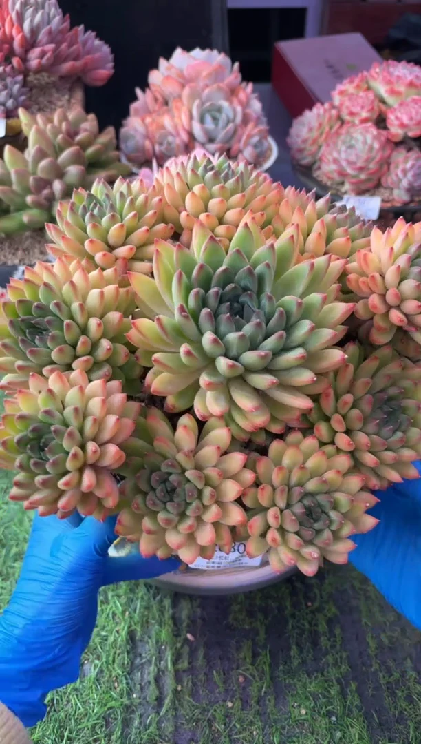 昆明印象多肉2030