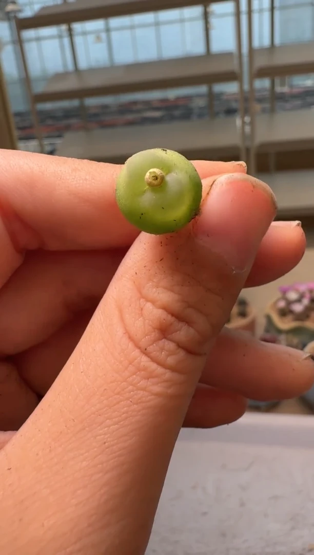 28-110多肉植物肉锥拉登