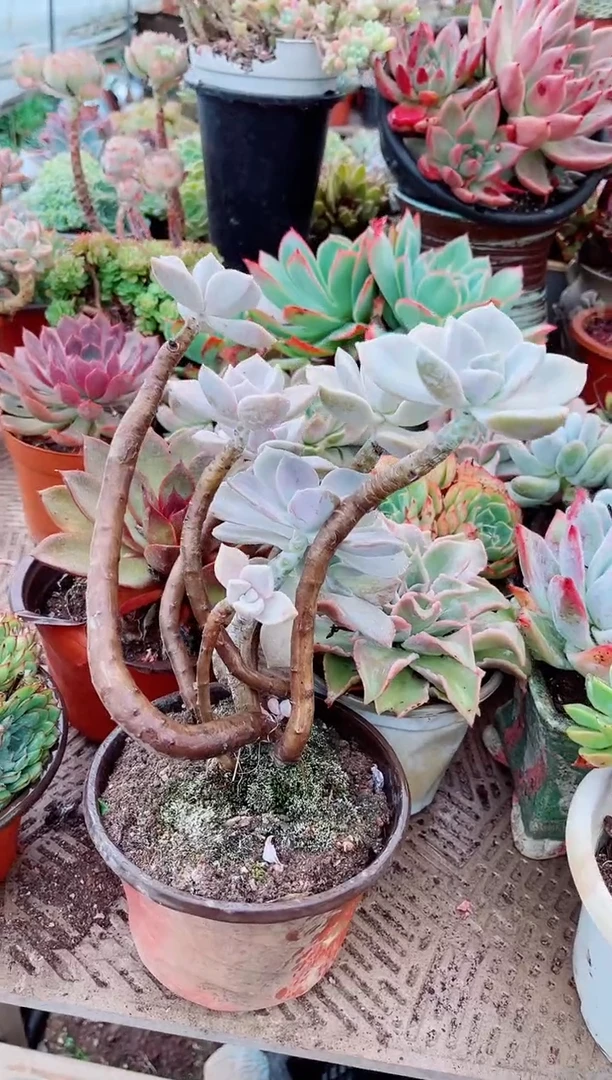 娜**吖多肉植物一物一拍19164