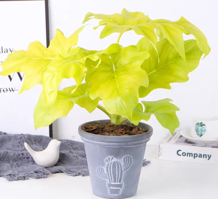 【新品】黄金春羽瓦塞维奇蔓绿绒绿萝柠檬汁室内阳台观叶耐阴绿植