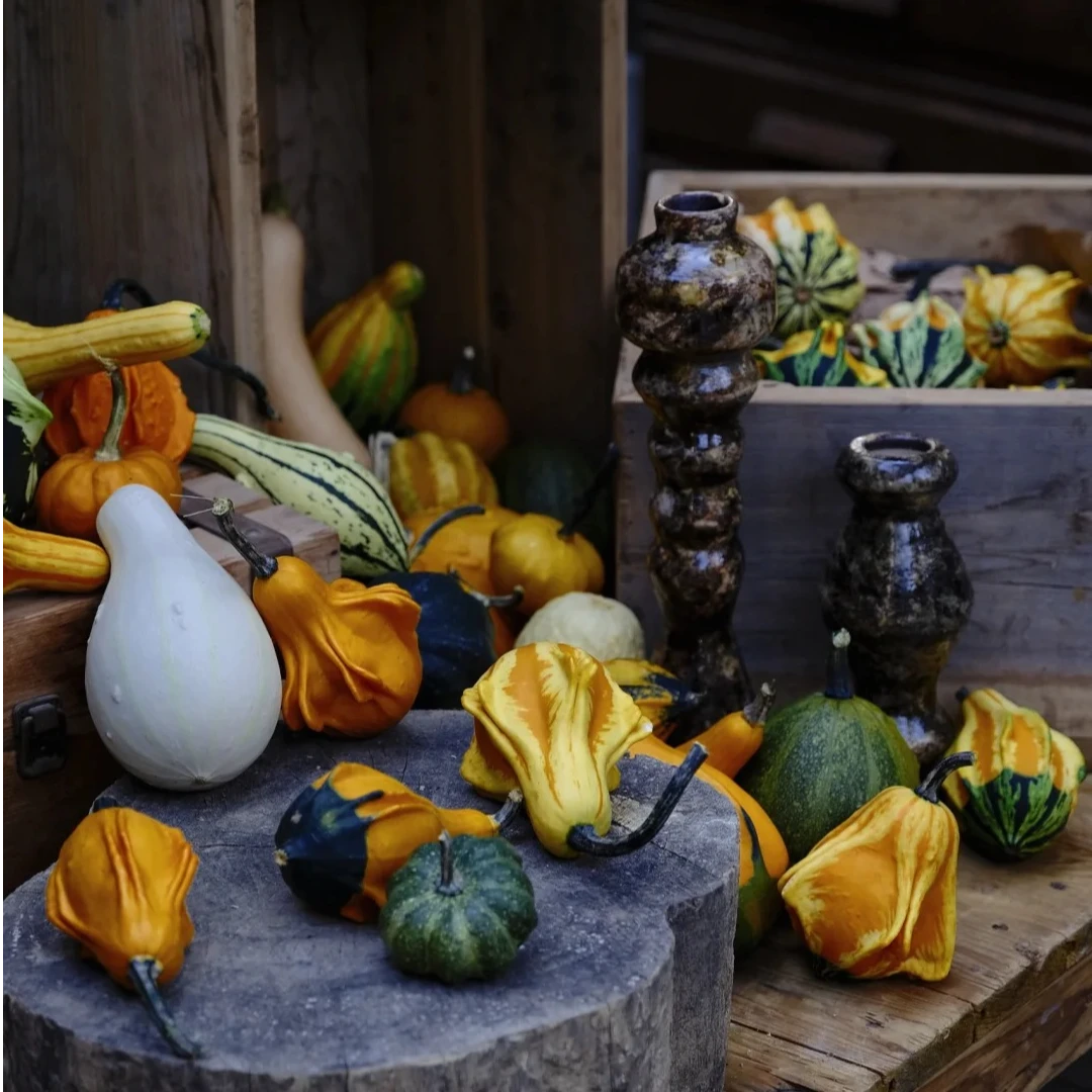 【我种花】墨西哥小南瓜天然原皮原色可盘玩观赏奇特居家小摆件