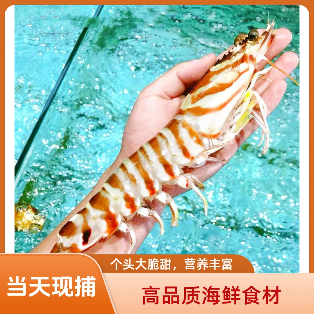 顺丰24小时达新鲜本港野捕斑节虾九节虾竹节虾花虾6.21大虾同城送