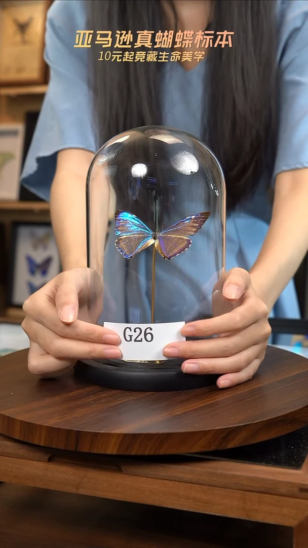蝴蝶标本摆件竞拍g26