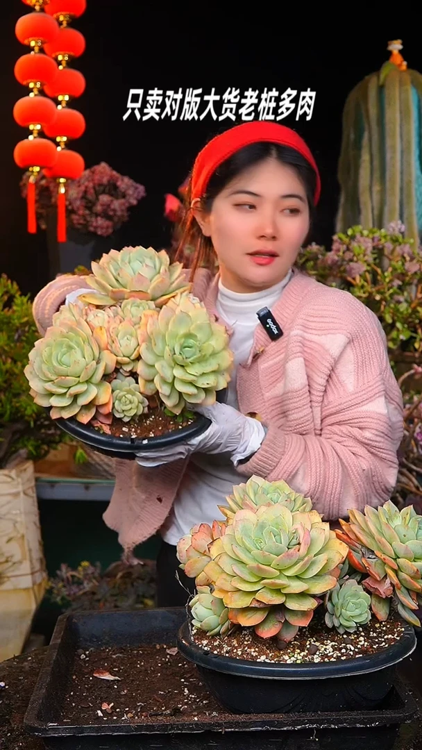 【闪购商品】超大恋曲