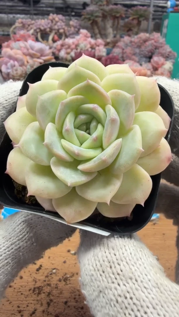 东云多肉园三店-209