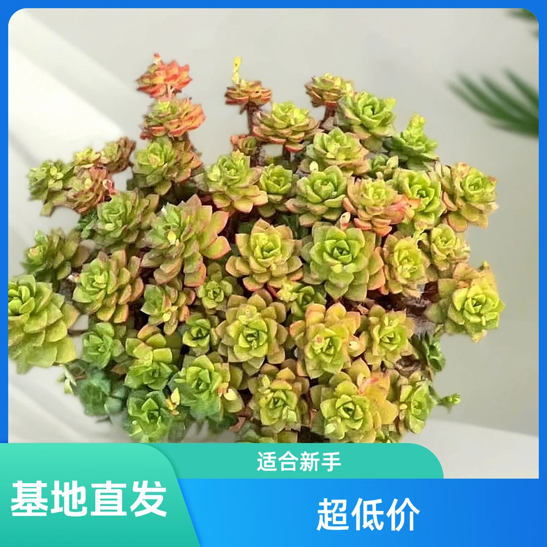 挚爱 玫瑰蒂亚【收缩打包不带盆土叶展冠幅20公分】 多肉植物