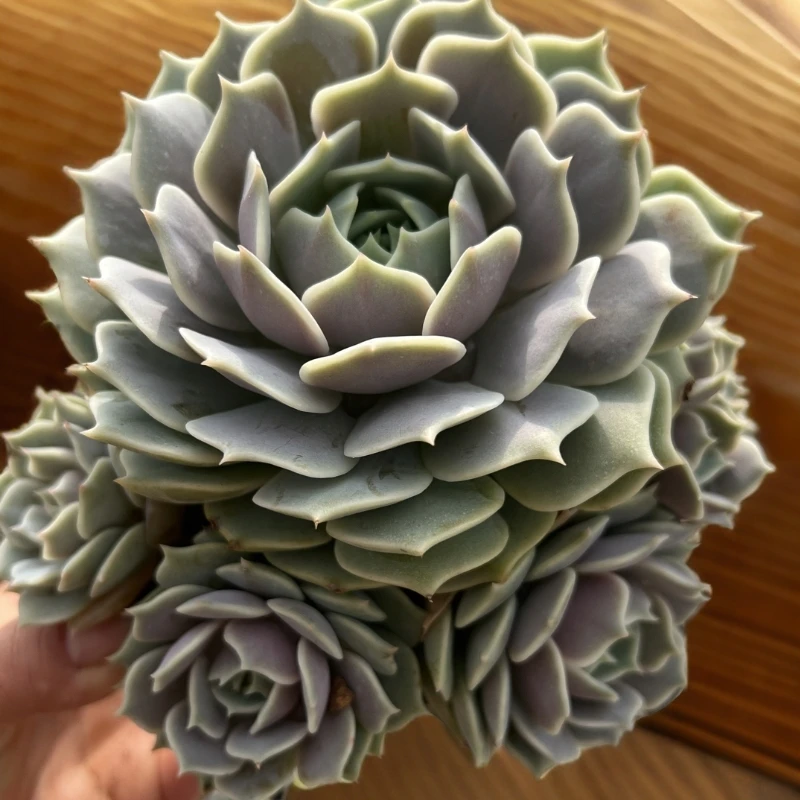 露娜莲群多肉植物
