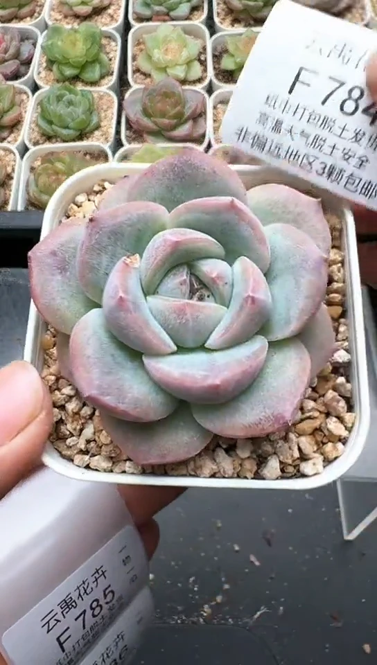 784F云禹多肉植物 默认脱土纸巾打包 3颗包邮