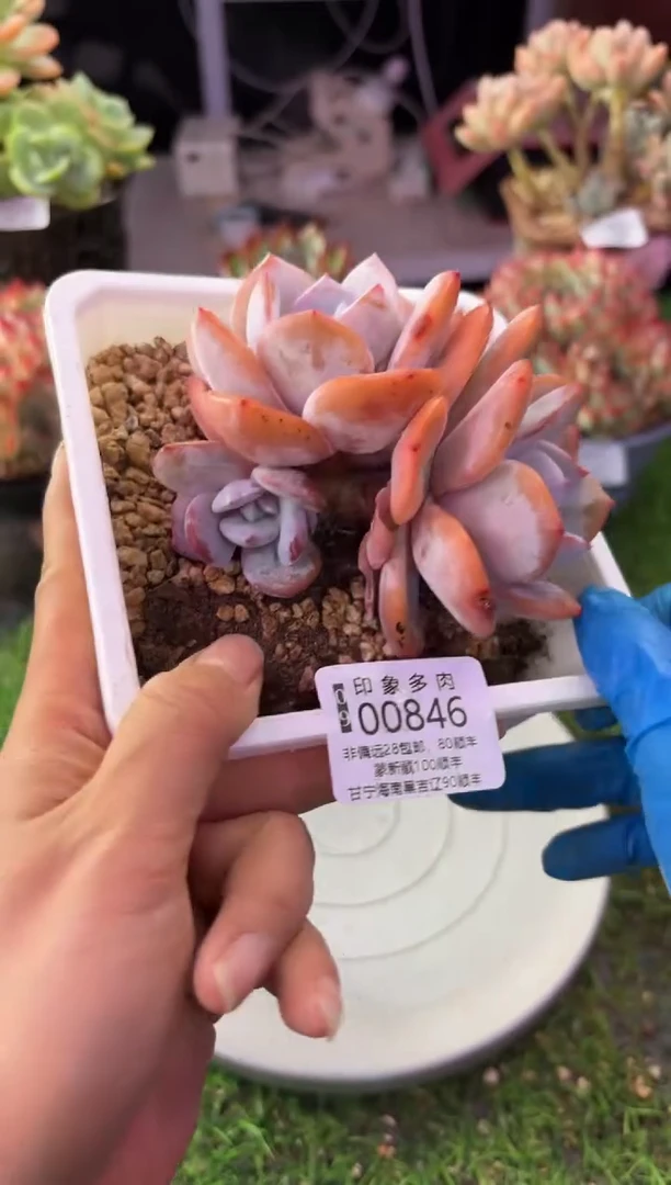 昆明印象多肉00846