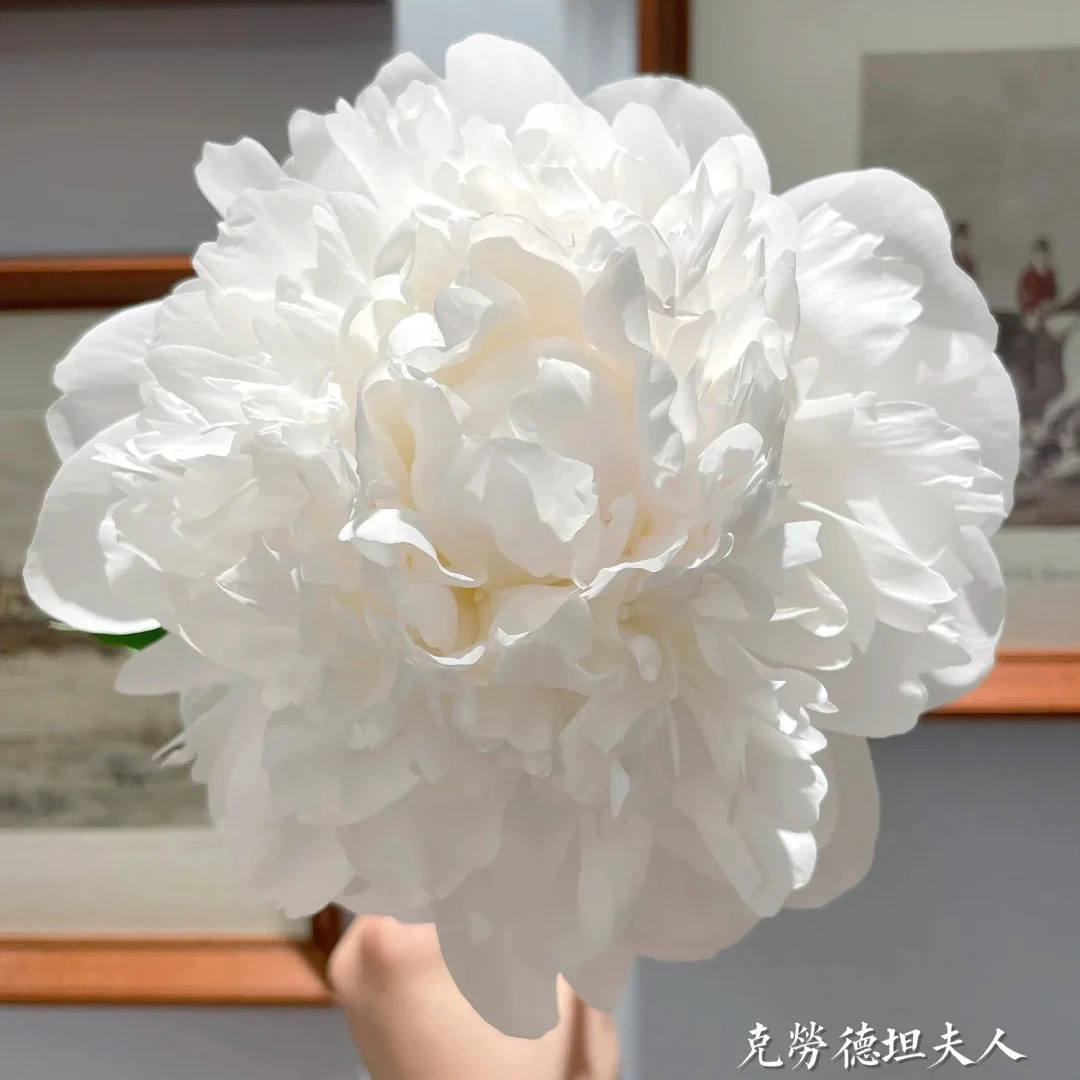 进口芍药根苗【克劳德夫人】菏泽基地直发