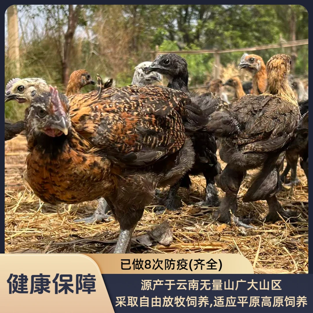 宠物鸡云南婆罗门无量山岩鹰鸡大毛脚乌骨鸡活体发货包邮包路损