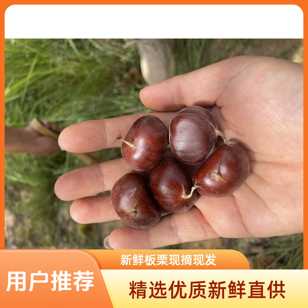 云南高山老树新鲜板栗头茬红壳山栗子口感好