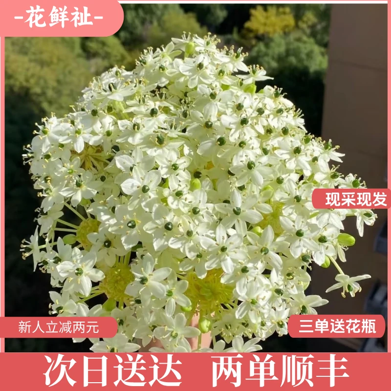 花鲜祉【天鹅绒5-10枝】新鲜包邮到家次日达