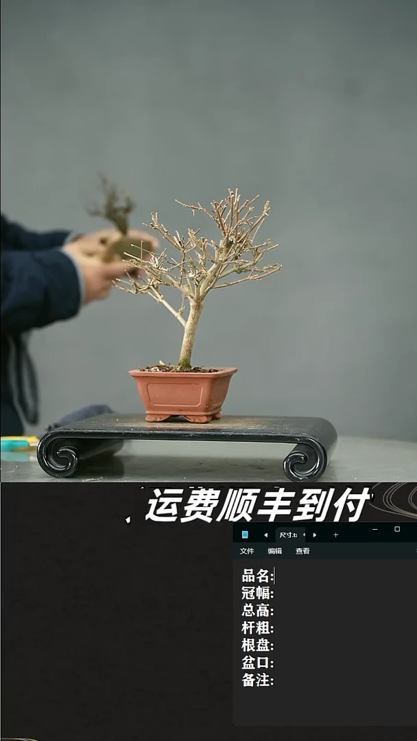 【闪购商品】7香枫