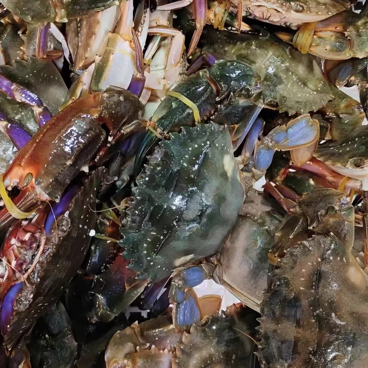【保鲜不保活】【同城骑手送货】精品本地海虹  每只1.8-2两 2-6斤