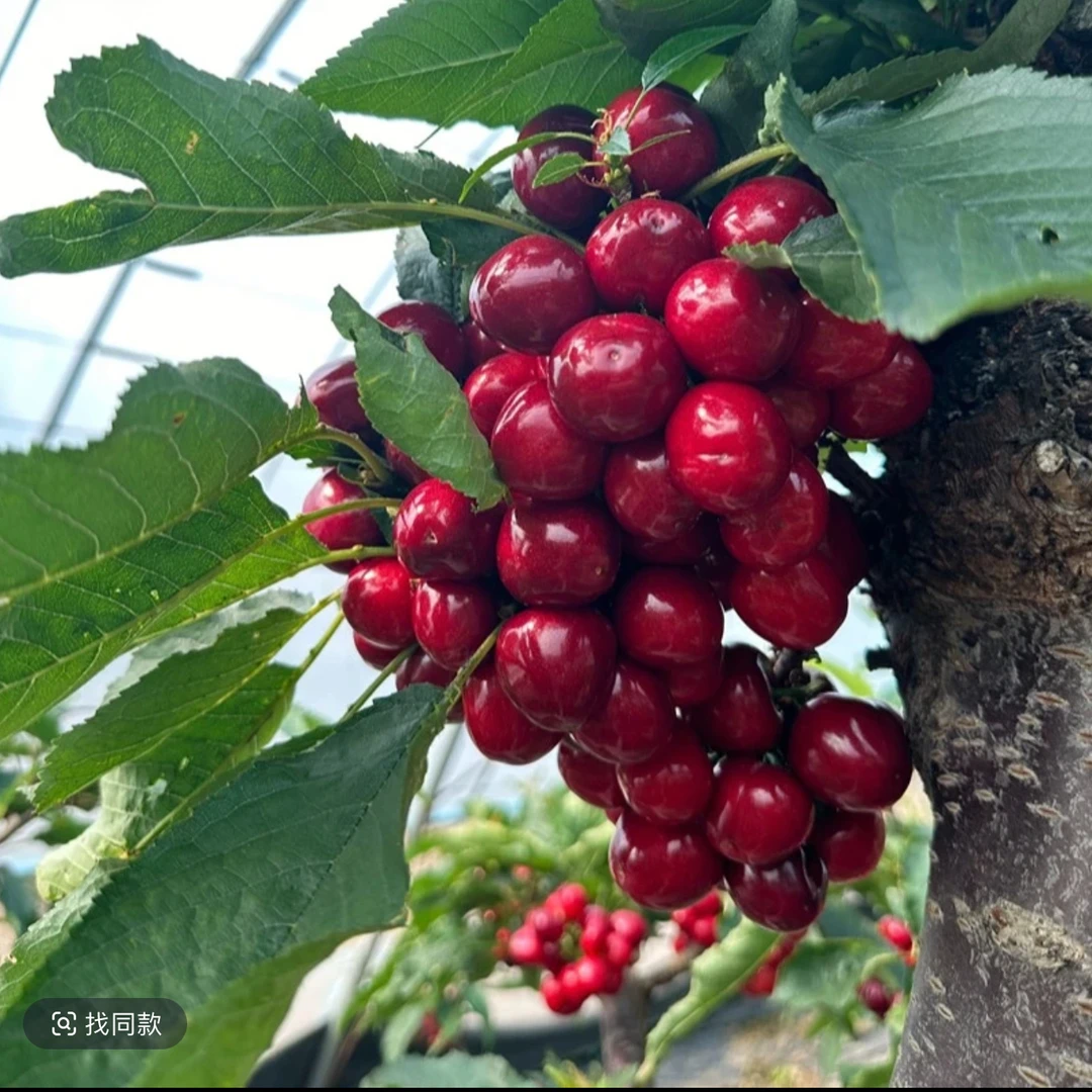 《次日达》大连露天沙蜜樱桃现摘（2-5斤J)萨米脱樱桃