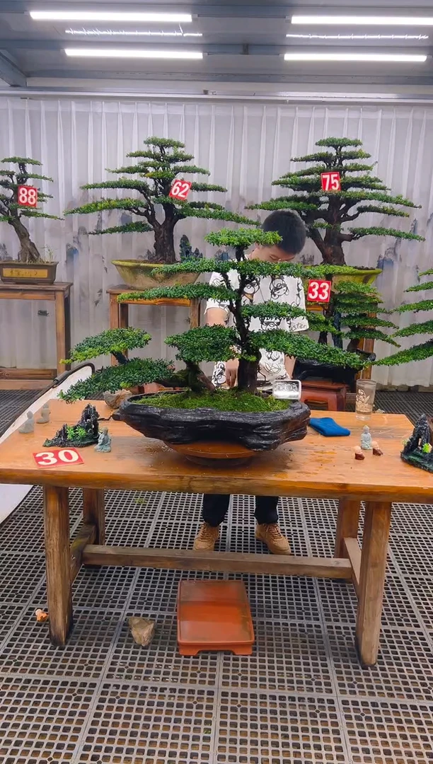 无花朵精品盆景直播间一物一拍