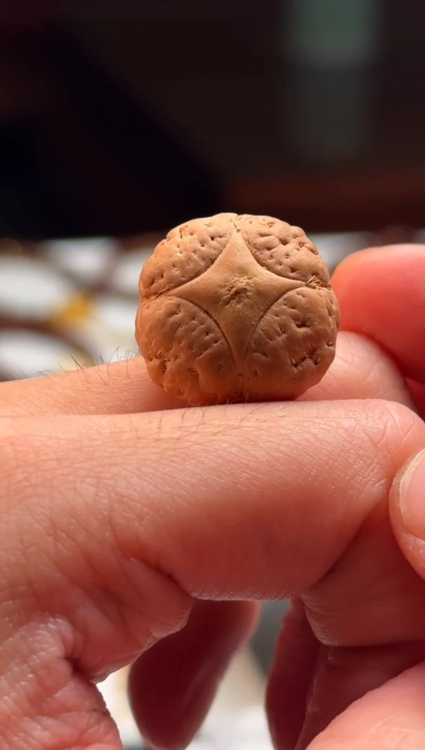 手串凤眼菩提00000