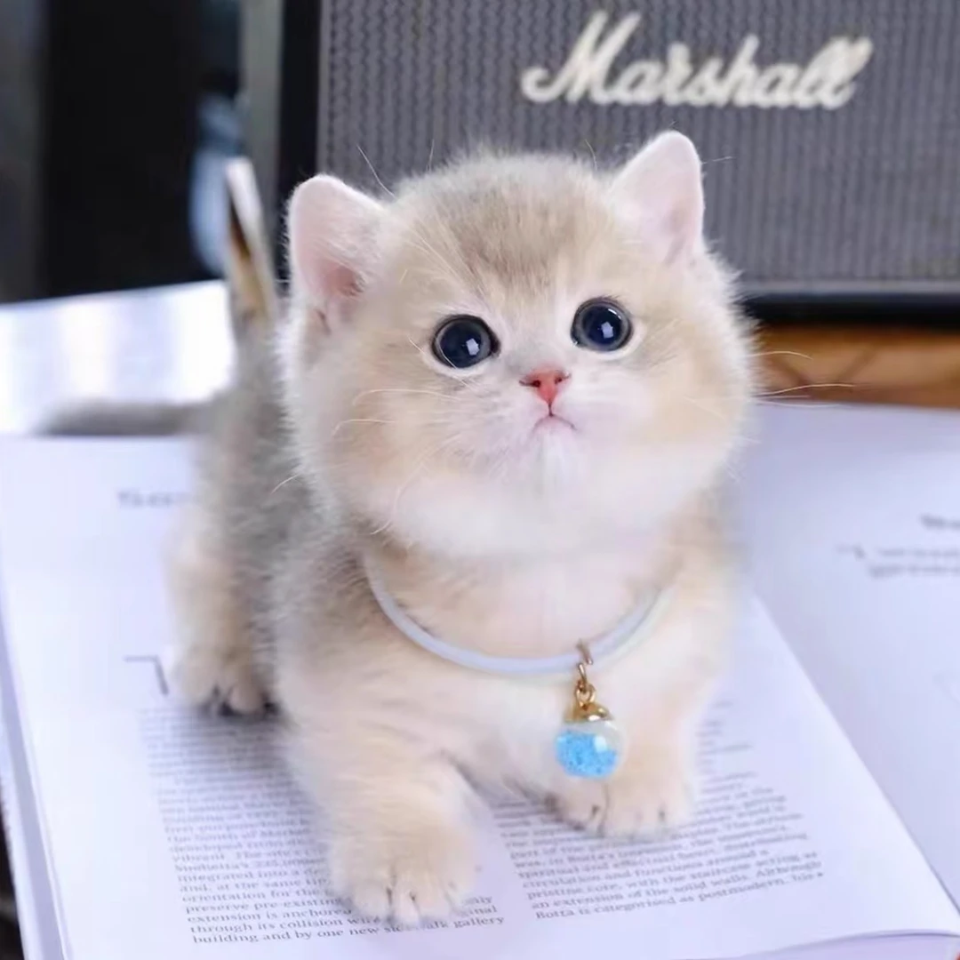 【茸茸喵喵】全品一对一挑选 不满意直接退