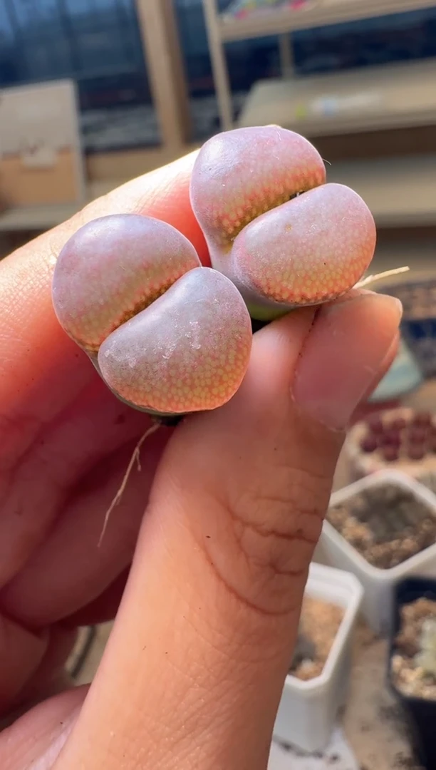 芝*多肉植物肉锥16-347日系大紫红