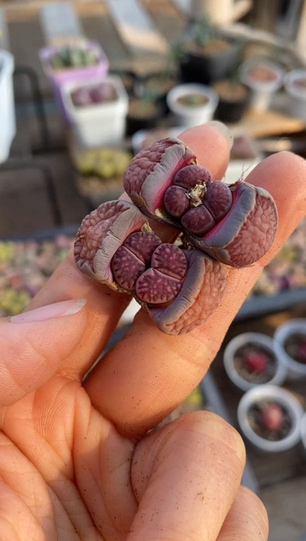 【闪购商品】5592直播一物一拍